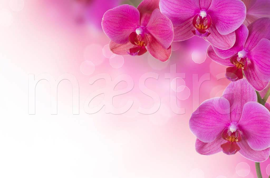 Фотообои Крупные цветы розовой орхидеи